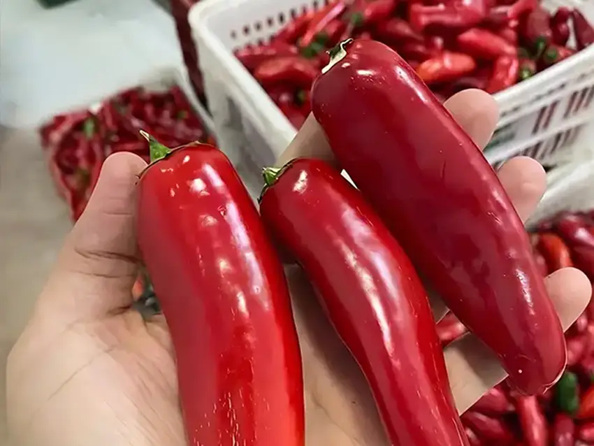 Produção artesanal de molhos Pepper Foods com pimentas frescas